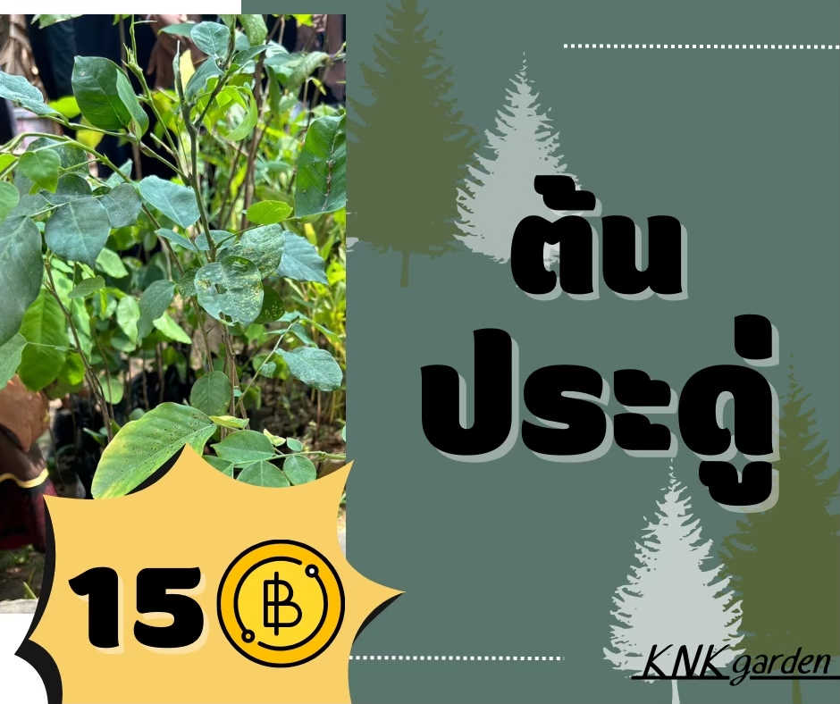 ต้นกล้าต้นประดู่
