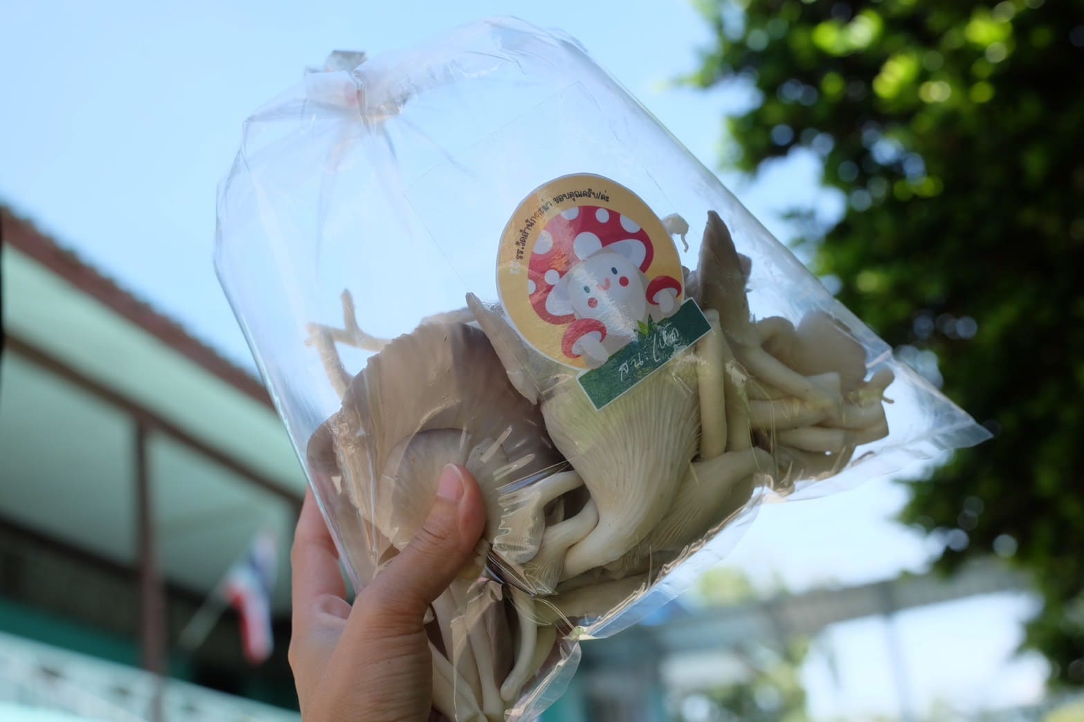เห็ดนางฟ้าออร์แกนิค