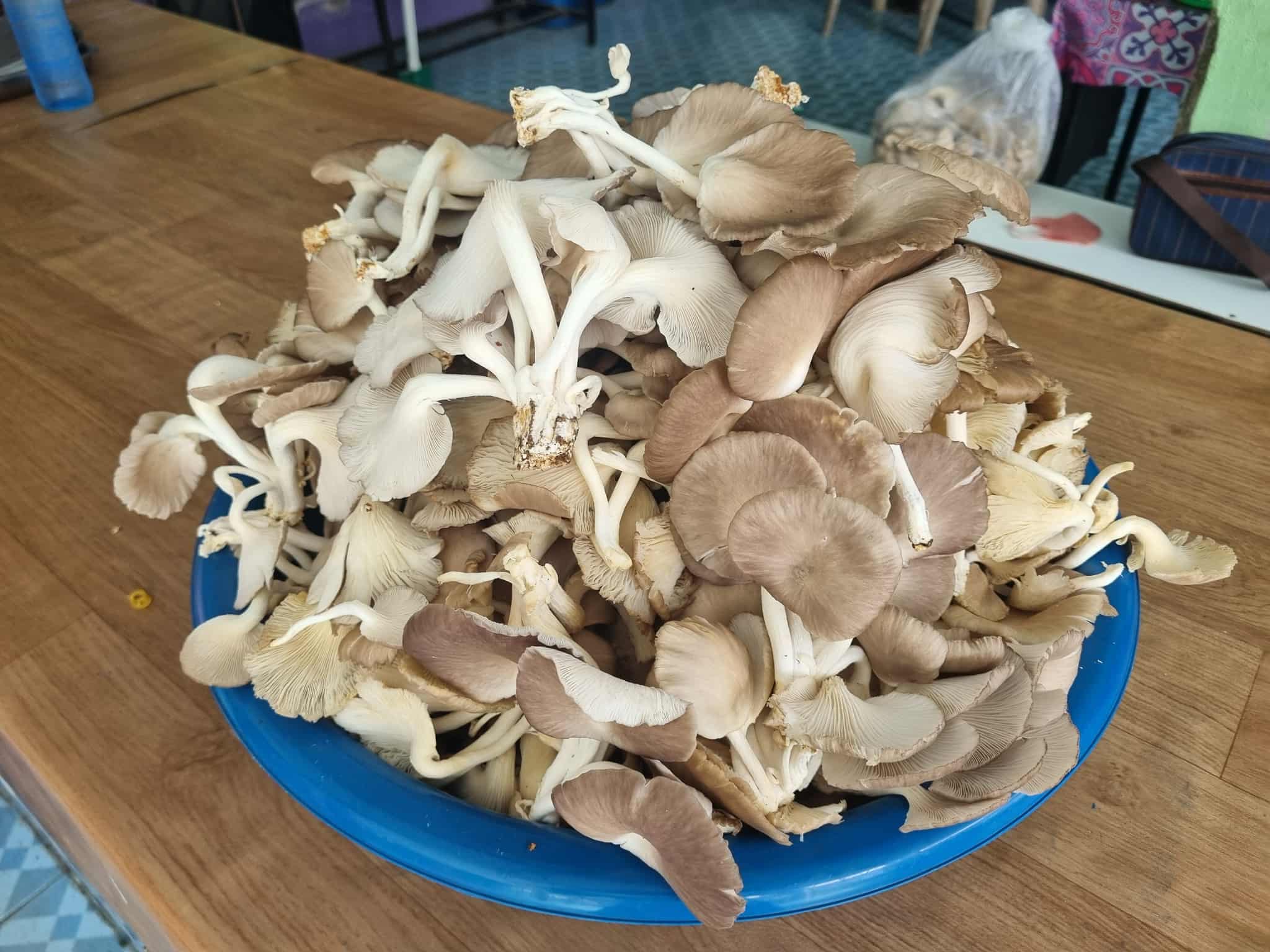 เห็ดนางฟ้าภูฐาน