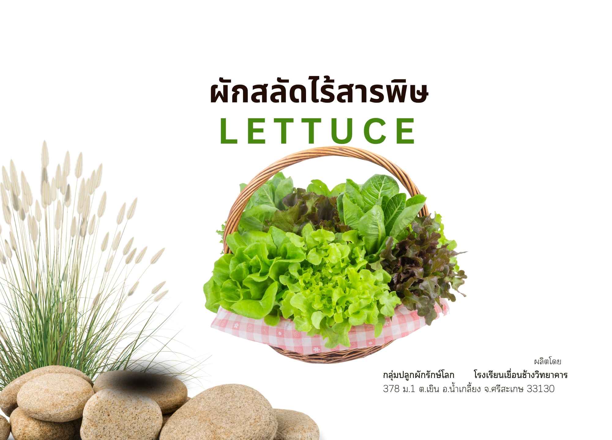 ผักสลัดไร้สารพิษ