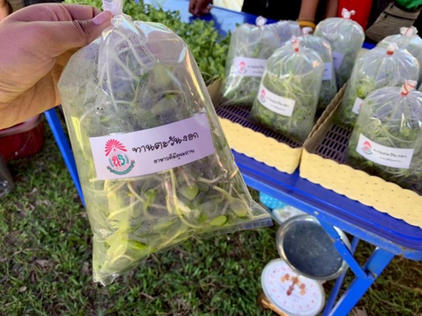 ต้นอ่อนทานตะวัน (Sunflower Sprouts)